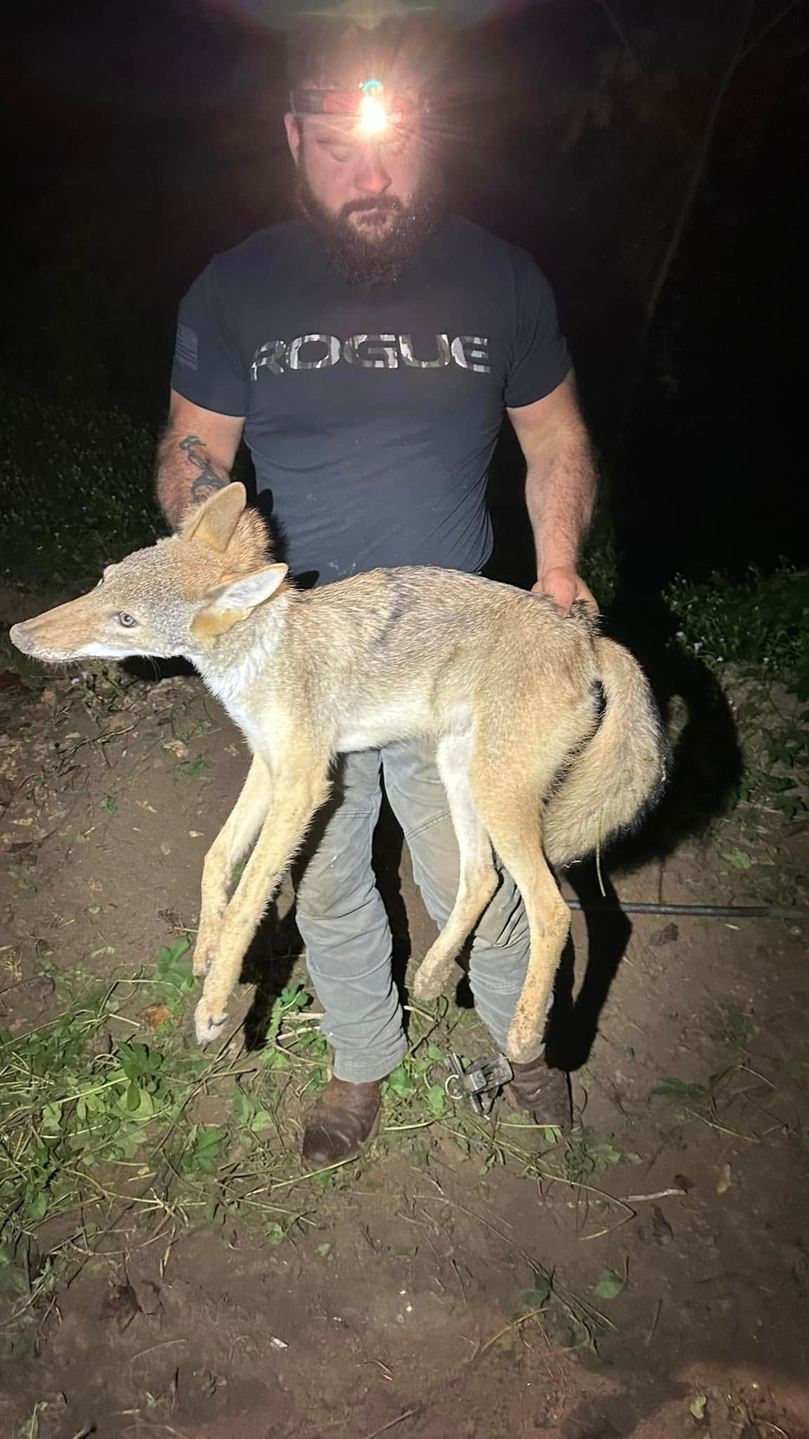 Man holding a coyote outdoors at night. Headlamp illuminates both. Coyote is light brown.