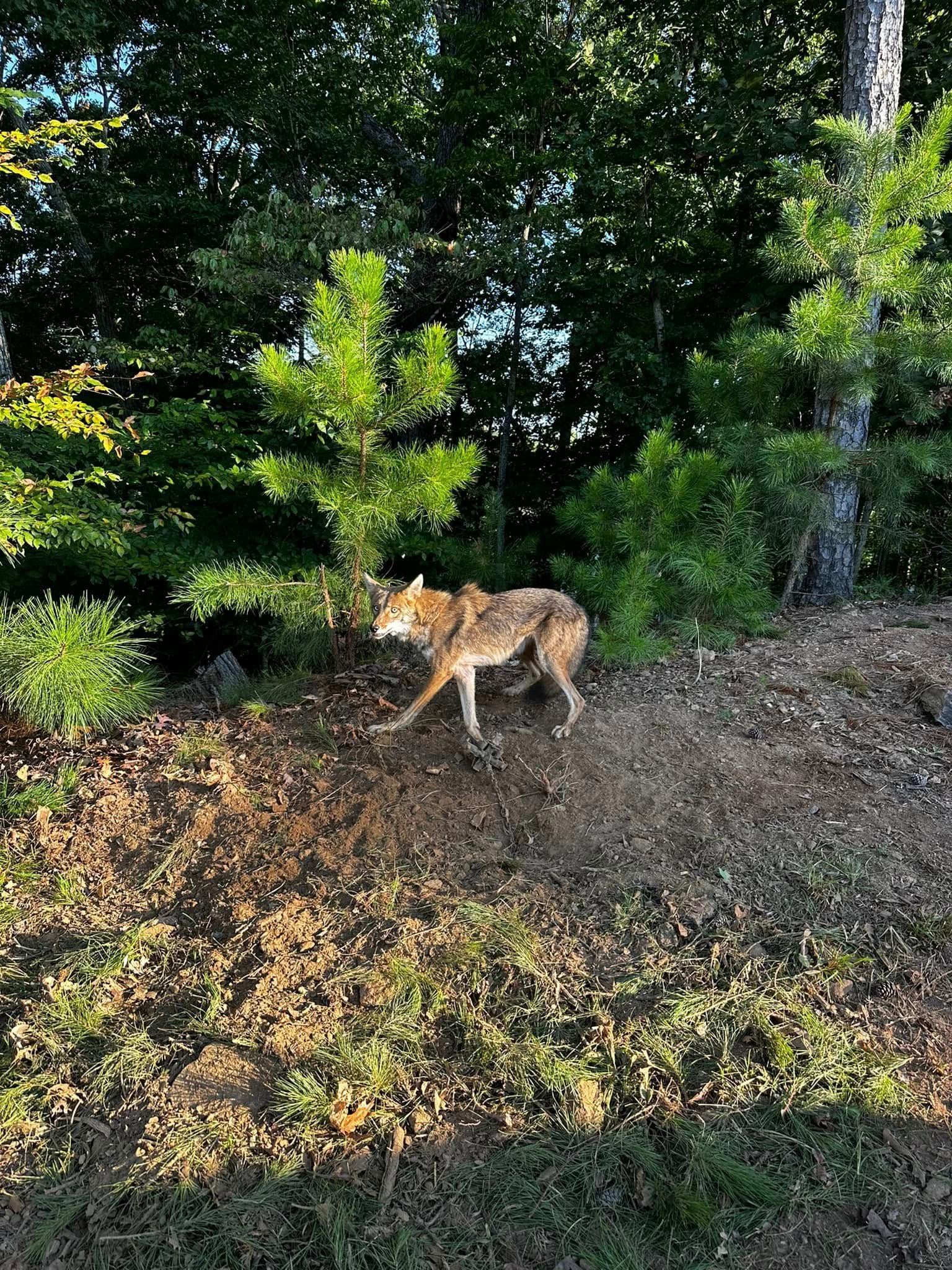 Coyote walking on a hillside near trees. Sunlight bathes the animal, earth tones dominate.