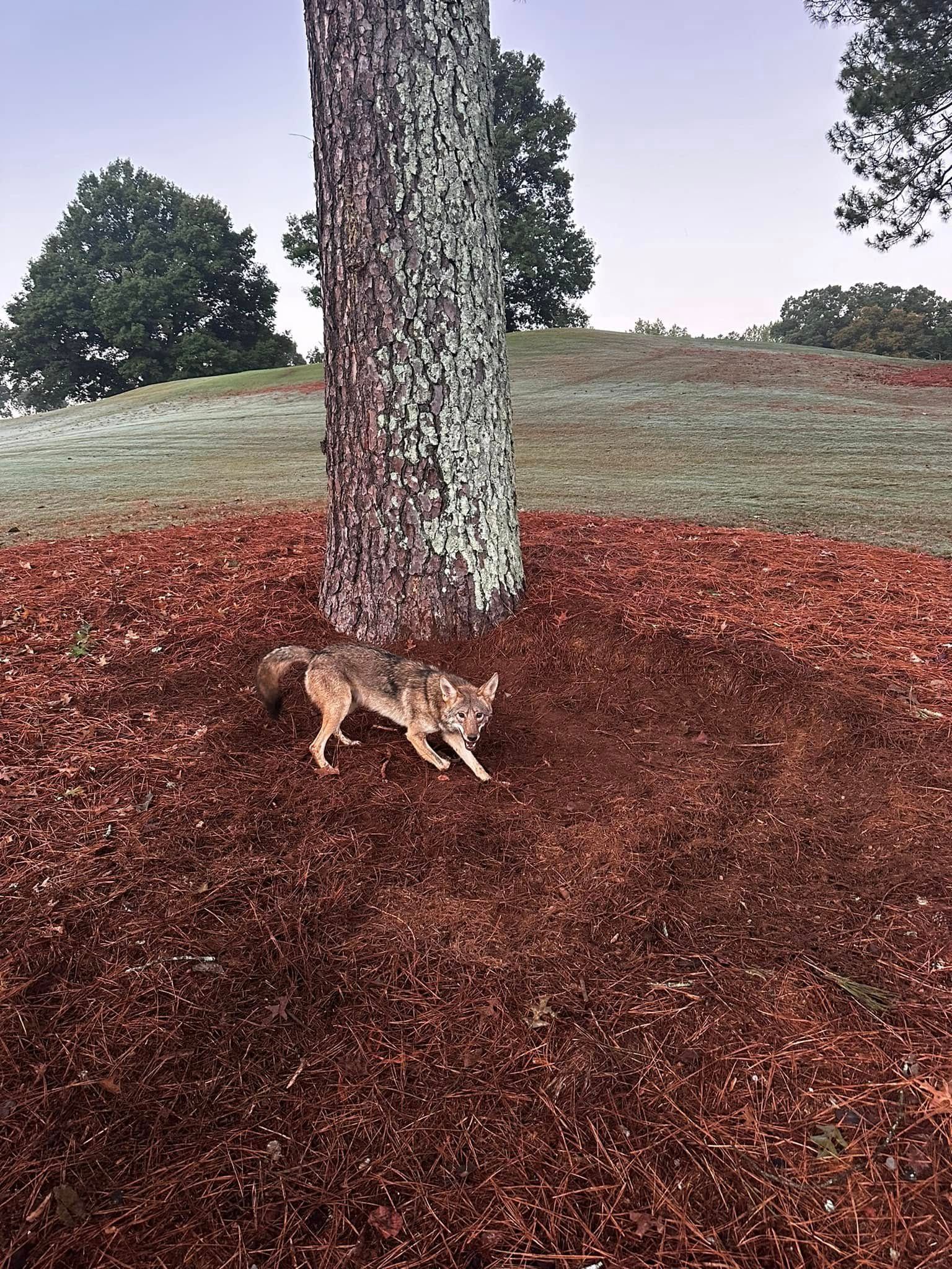 Coyote standing near a tree in a yard covered in reddish-brown mulch. Hills and trees in background.