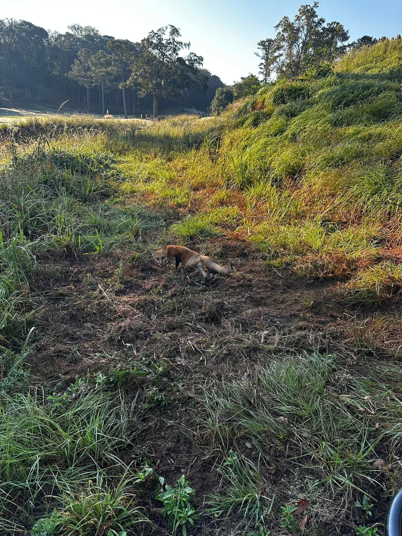 Orange cat in a grassy field with trees in the background under a blue sky.