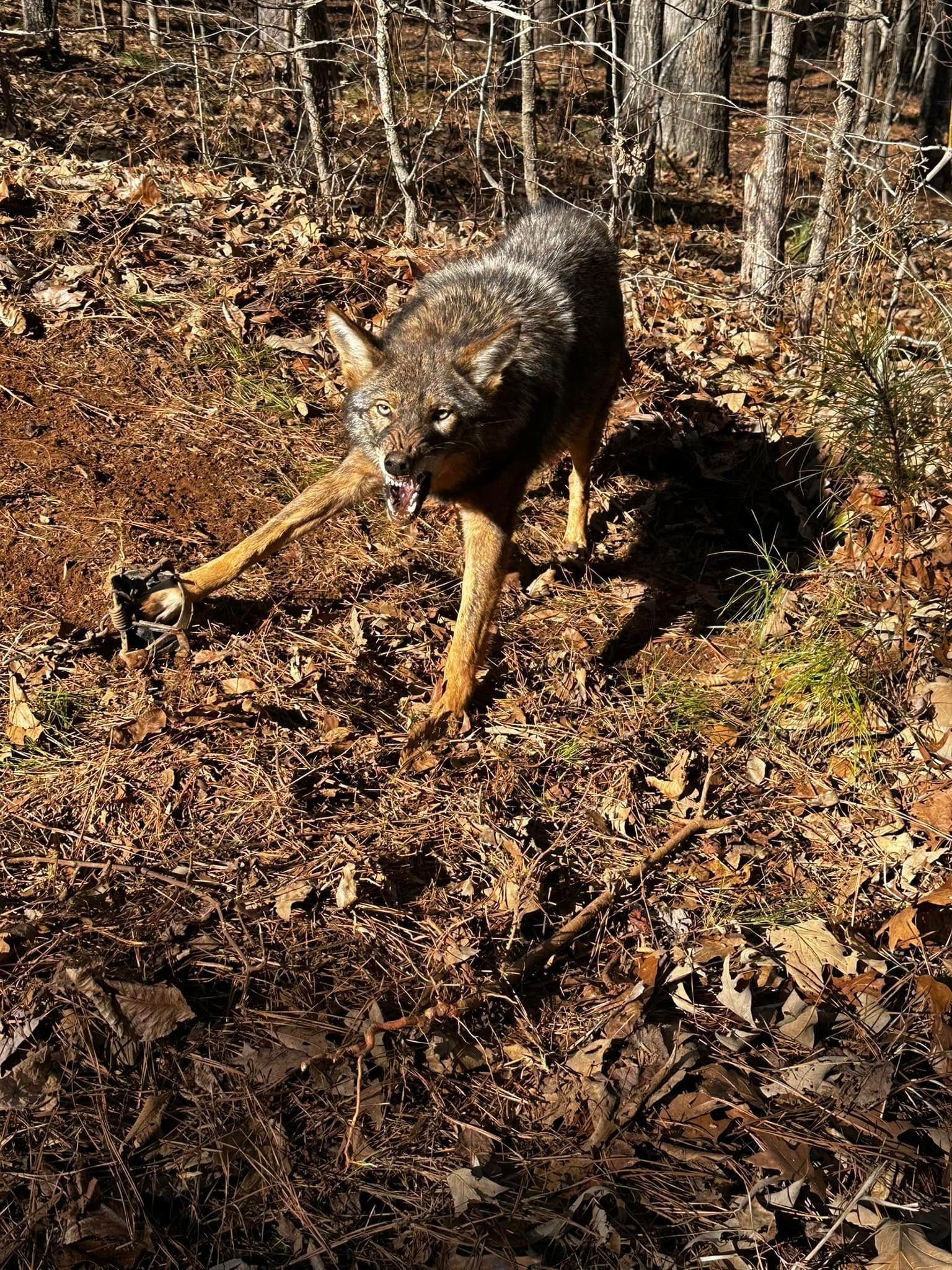 Coyote standing in a wooded area with fallen leaves. Its mouth is open.