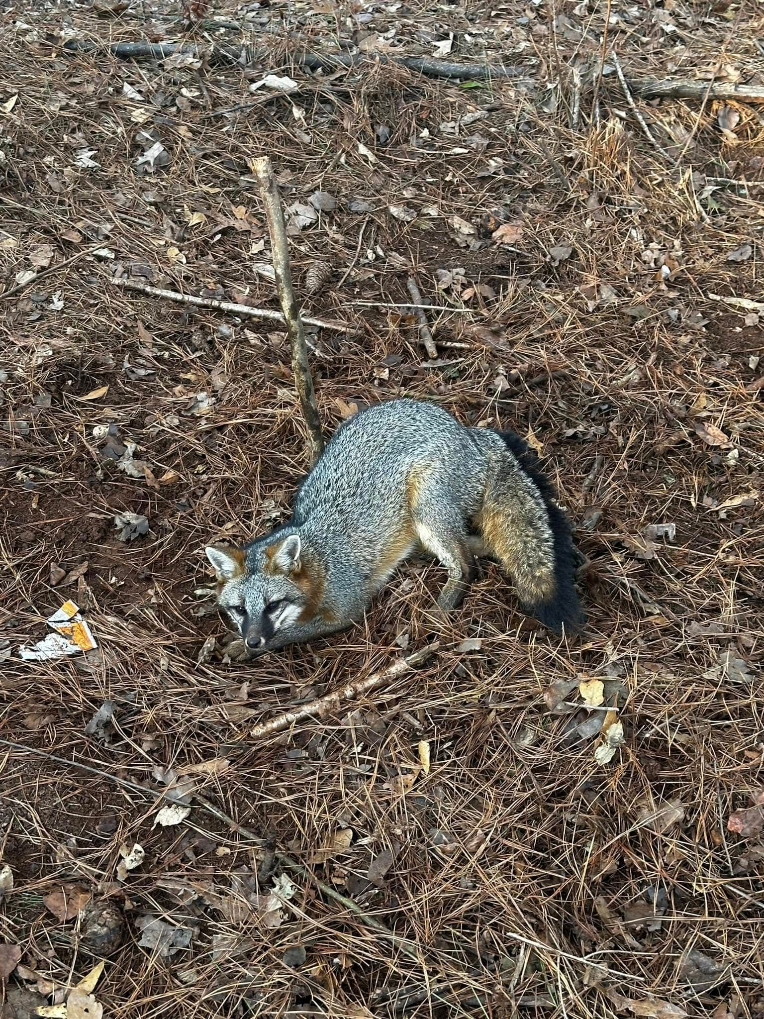 Gray fox lying on brown leaves.