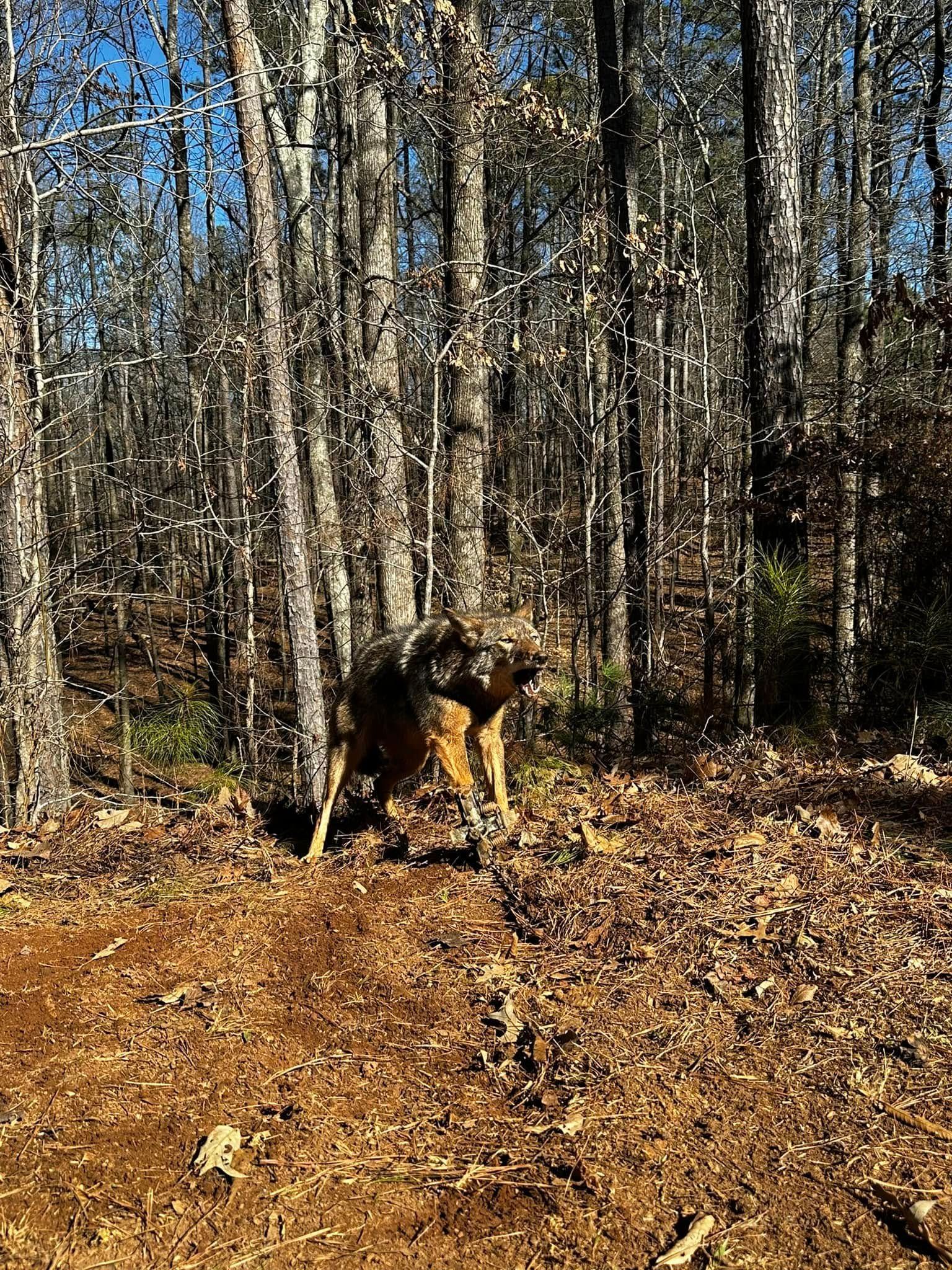 Dog in a brown and tan coat standing in a forest with brown leaves on the ground.