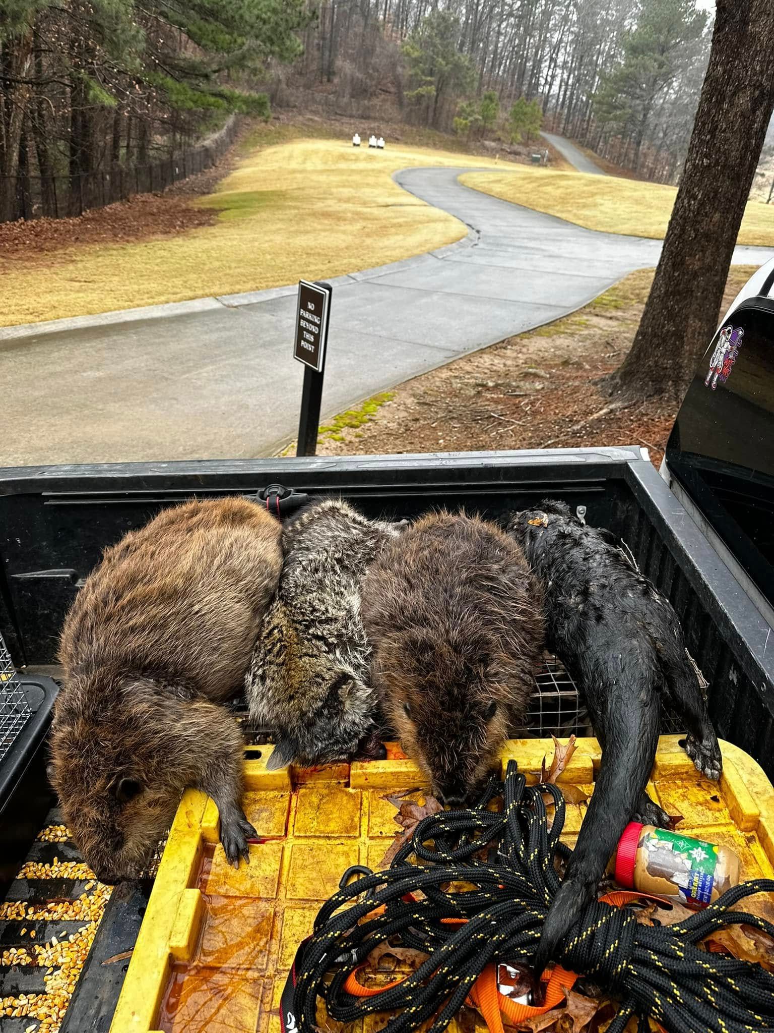 Four dead nutria in a truck bed; a pathway and woods are in the background.