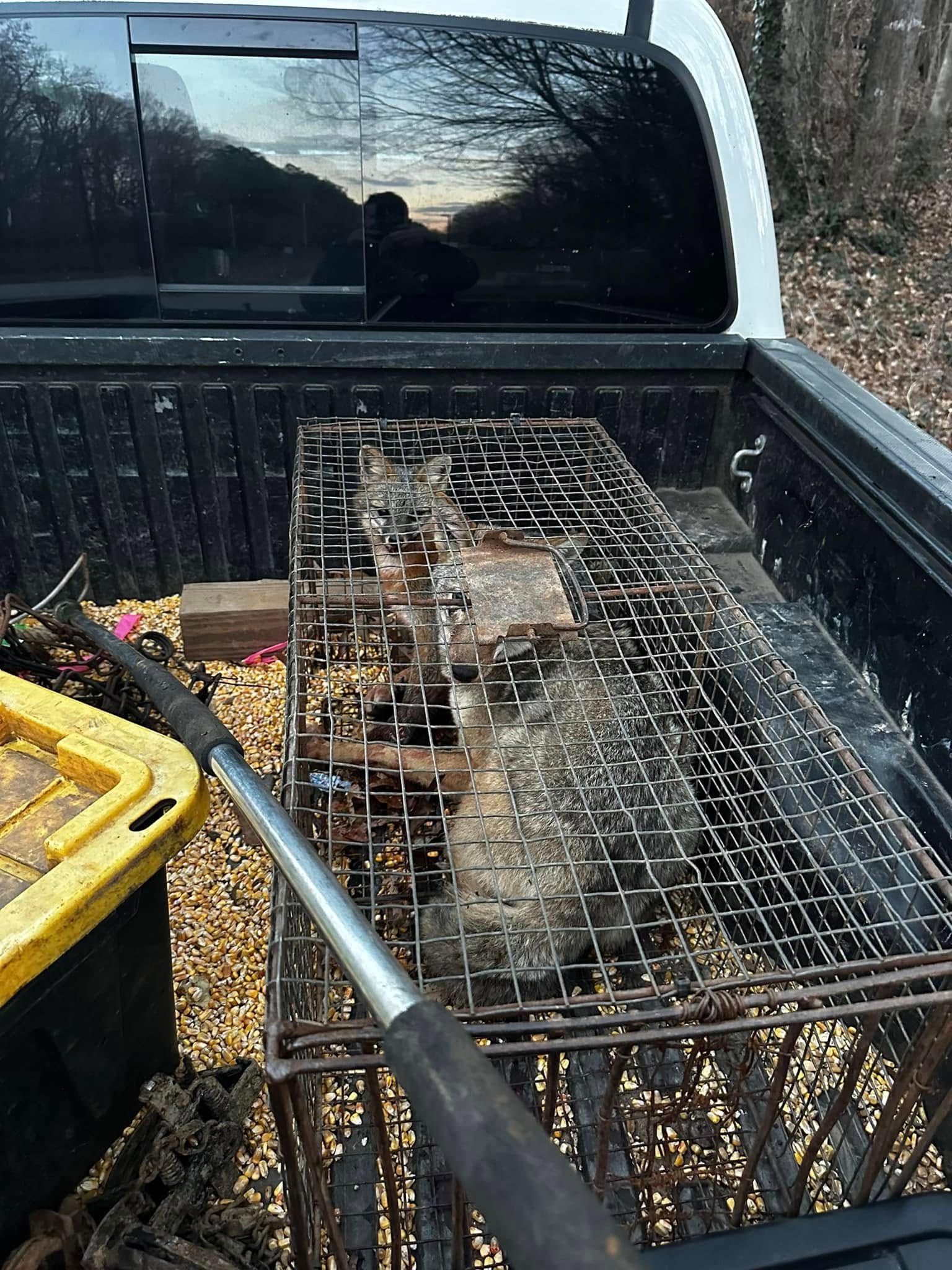Raccoon trapped in cage in a truck bed. Cage is wire mesh. Yellow bin is to the left.