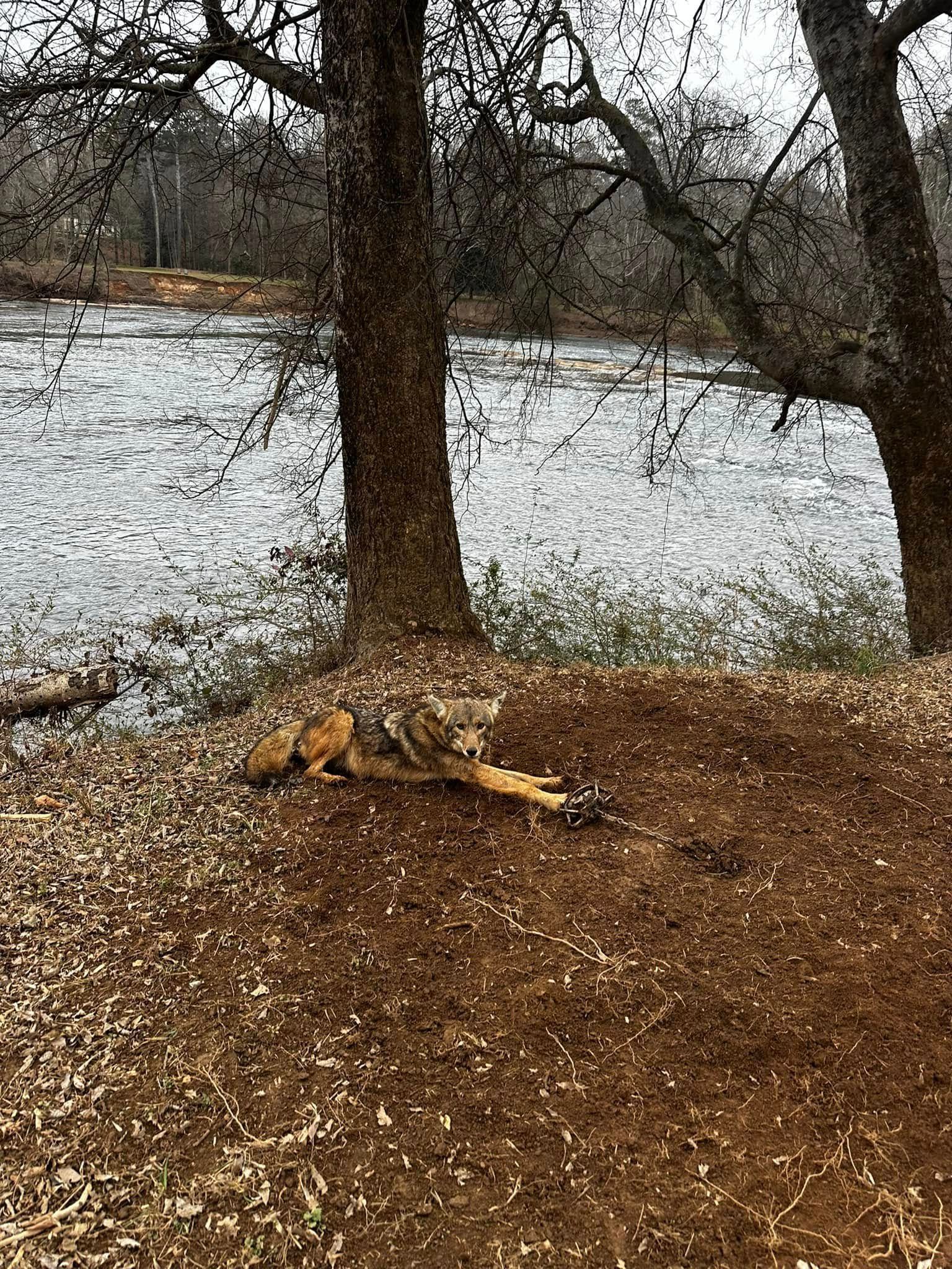 Coyote lying on a dirt mound, near a body of water and trees.
