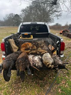 Truck bed with trapped animals: beavers and raccoons. Background of trees and open field.