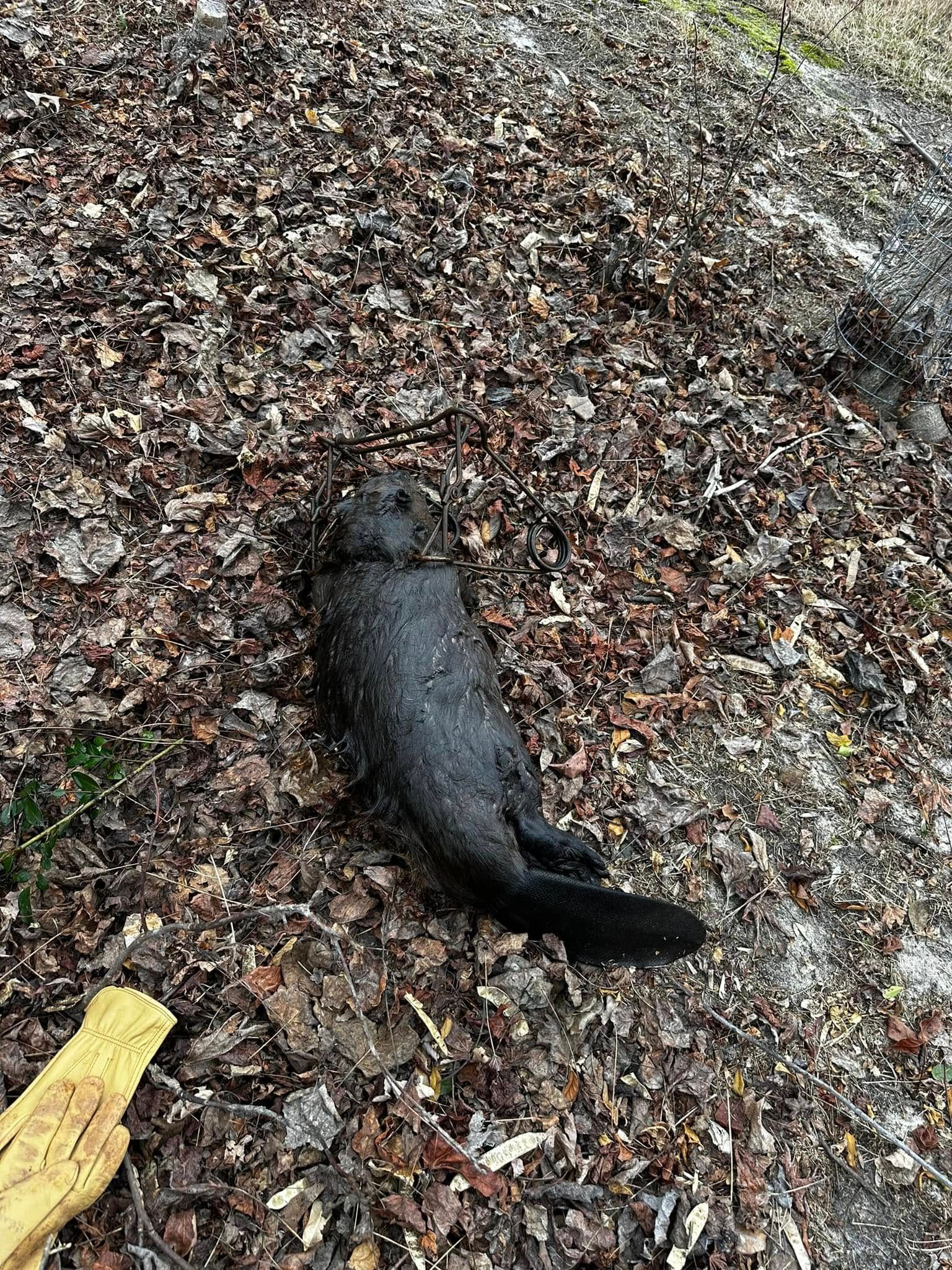 Dark, wet river otter lying on a bed of leaves and debris, its tail extended.