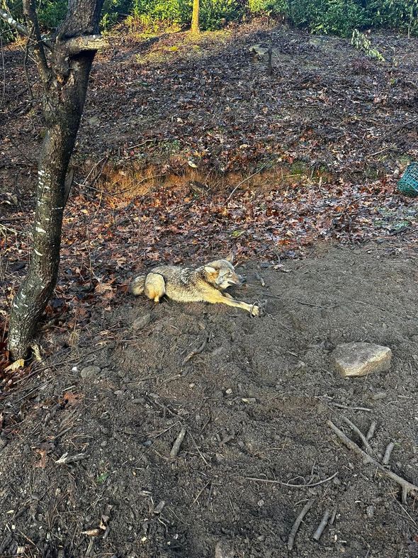 Wolf-like animal lying on dirt and leaves near a slope covered in leaves and mulch.