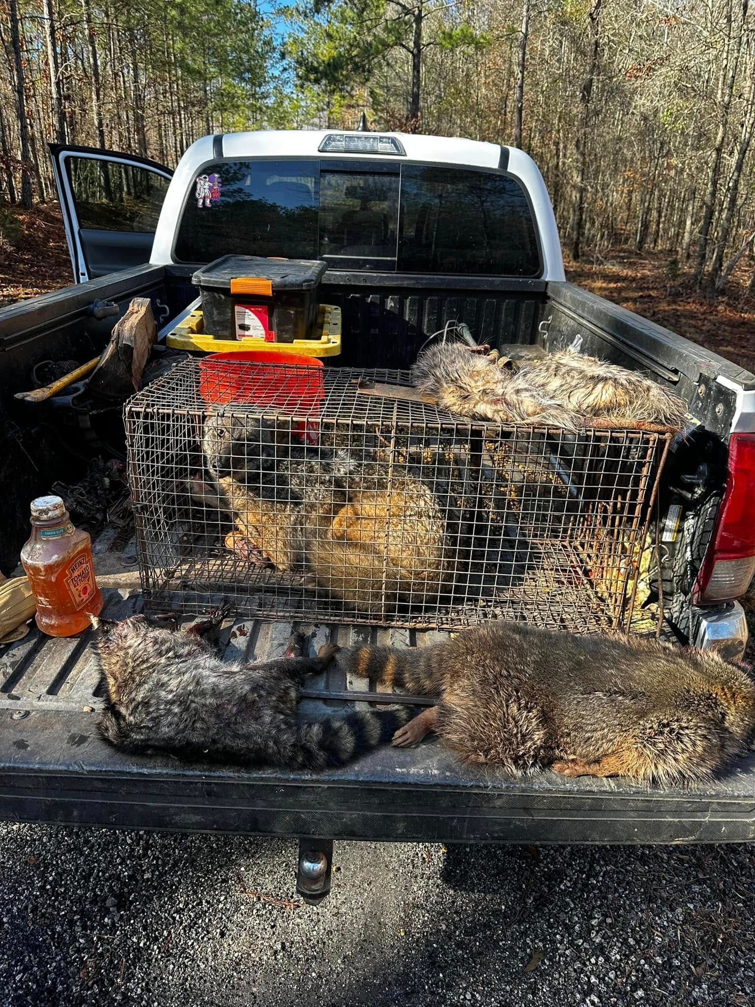 Truck bed with a cage and trapped raccoons. Forest background.