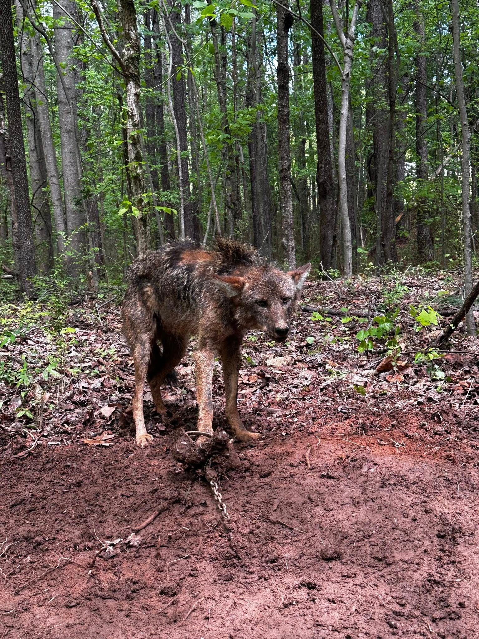 Coyote with patchy fur standing in a muddy area in a forest.