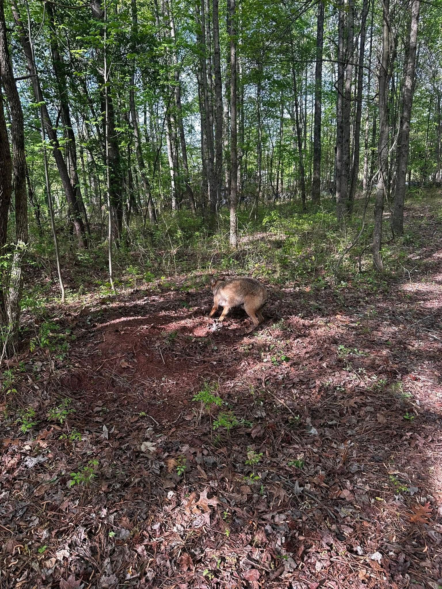 A light brown dog stands in a clearing in a forest, surrounded by trees and leaves.