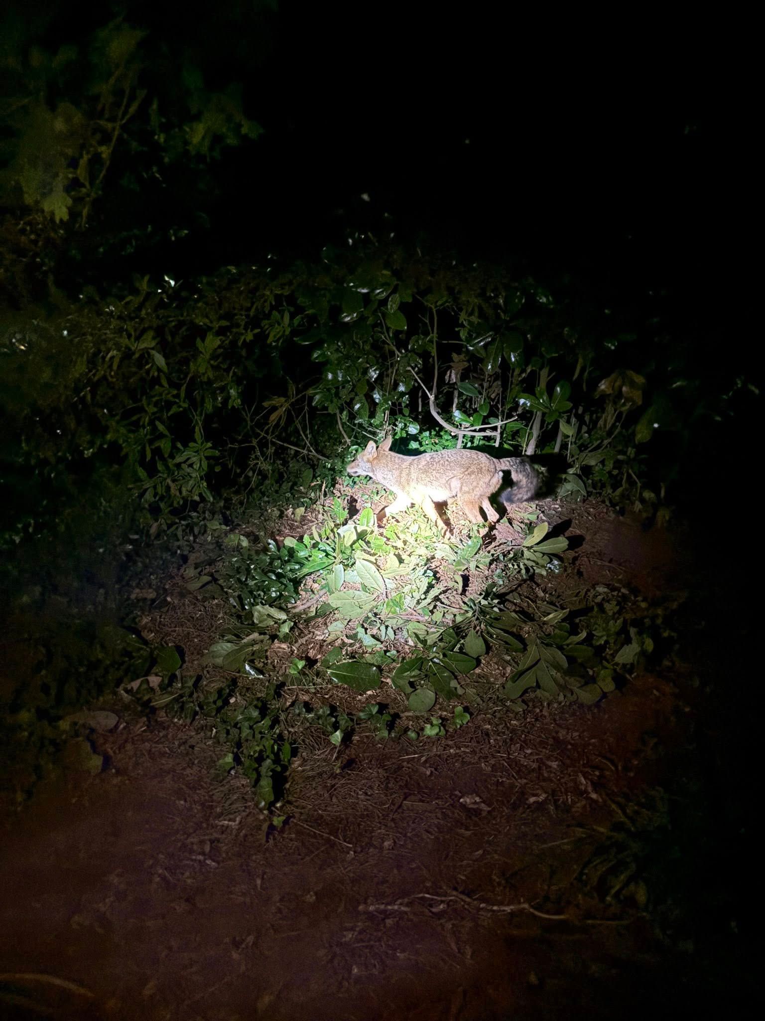 Night view with flashlight illuminating a bush and surrounding ground.