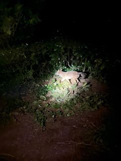 Night view with flashlight illuminating a bush and surrounding ground.