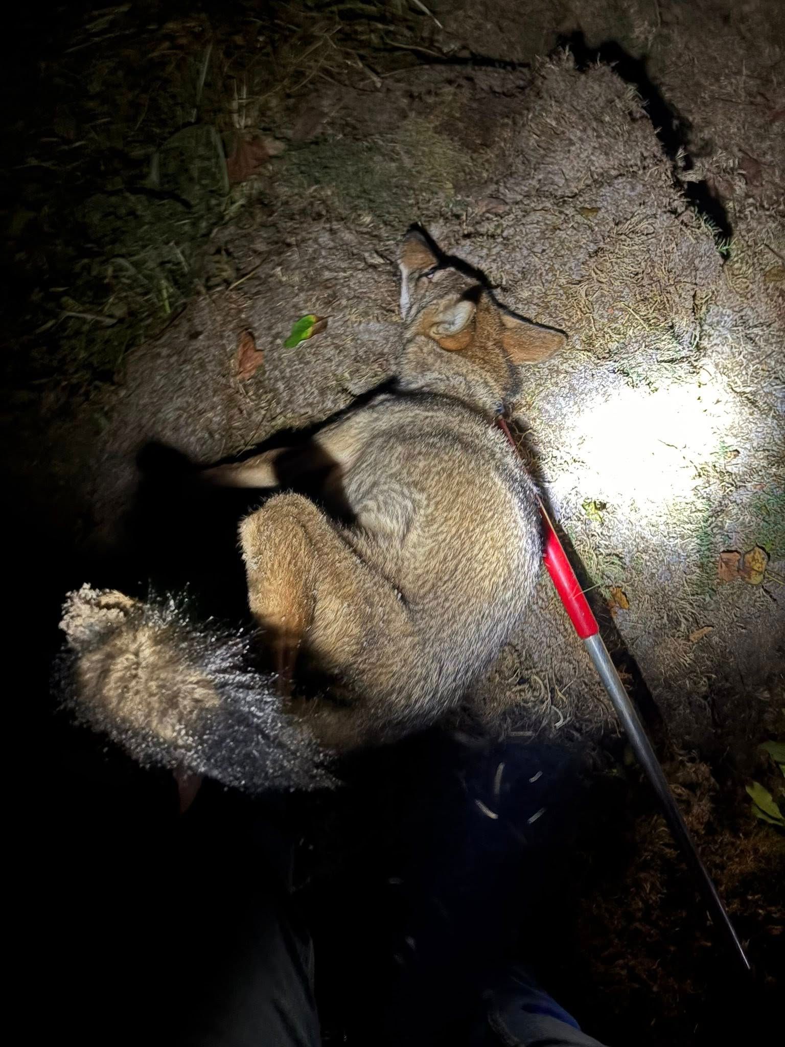 Coyote lying on rocky ground, illuminated by a flashlight.