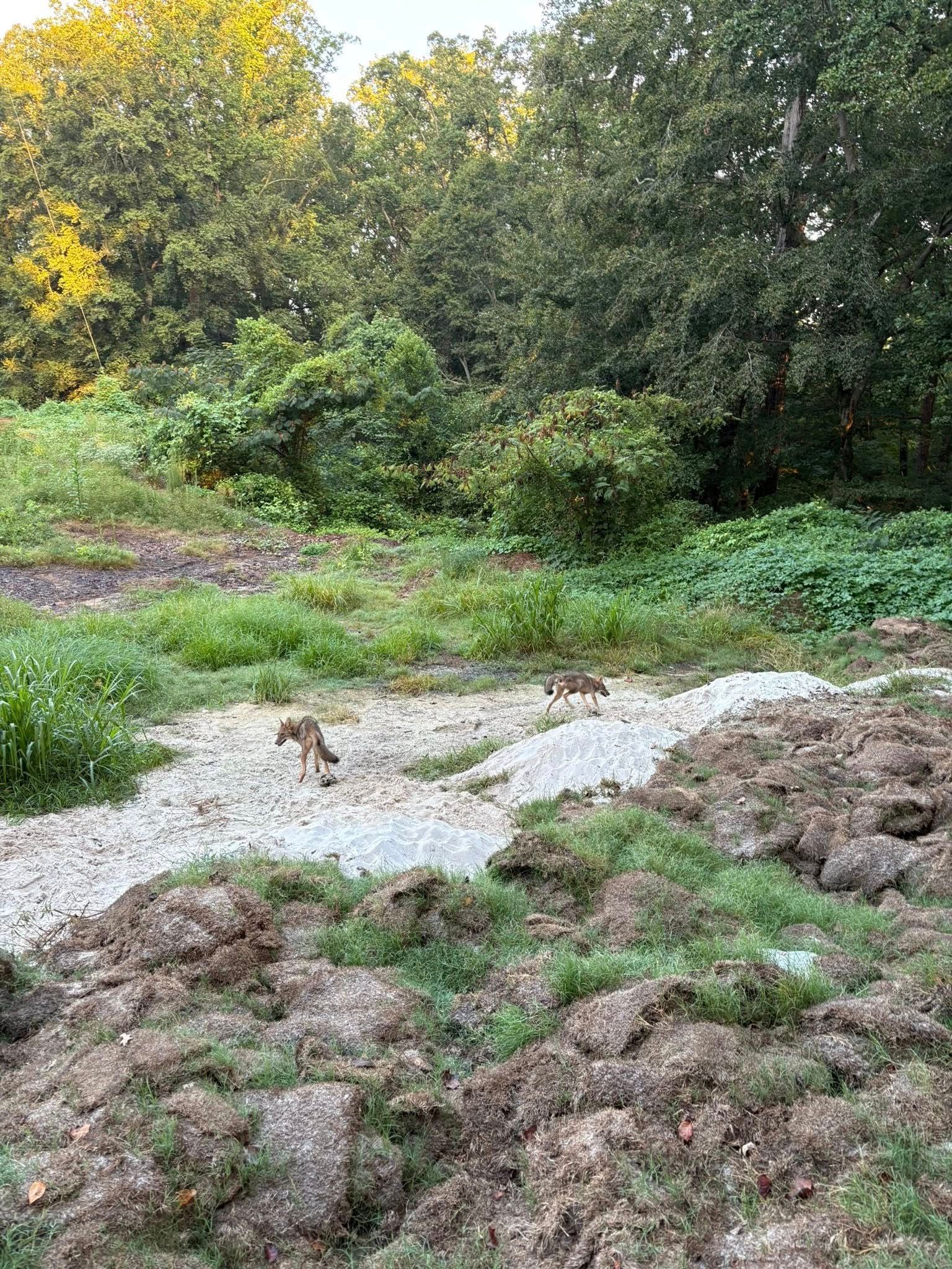 A small animal walking on a gravel path in a grassy area, surrounded by vegetation and trees.