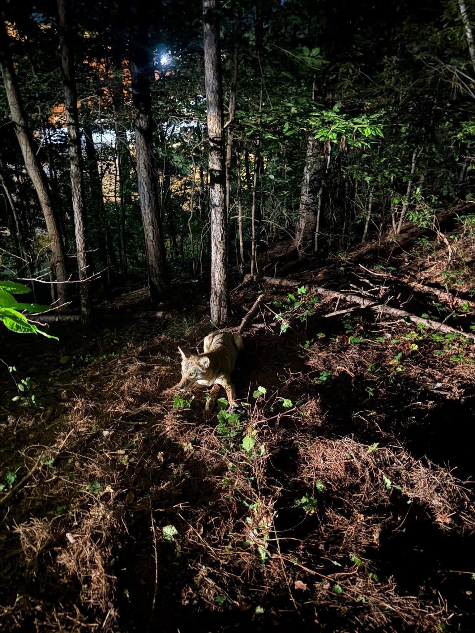 Dark forest scene with trees, foliage, and a tree stump in the foreground.