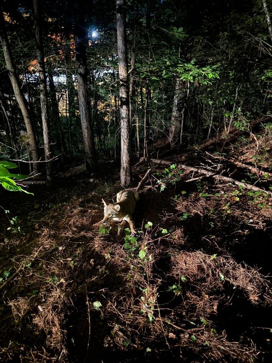 Dark forest scene with trees, foliage, and a tree stump in the foreground.