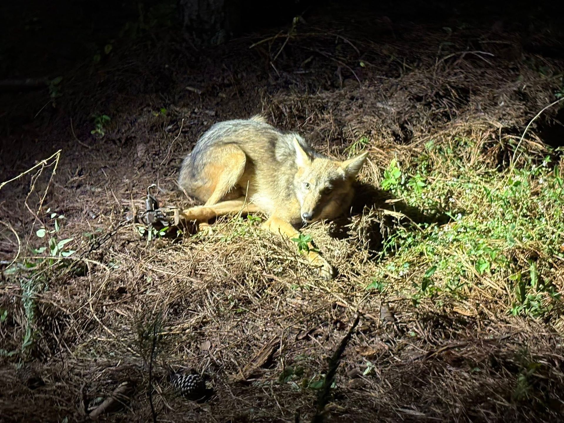 A coyote lying on the ground at night.