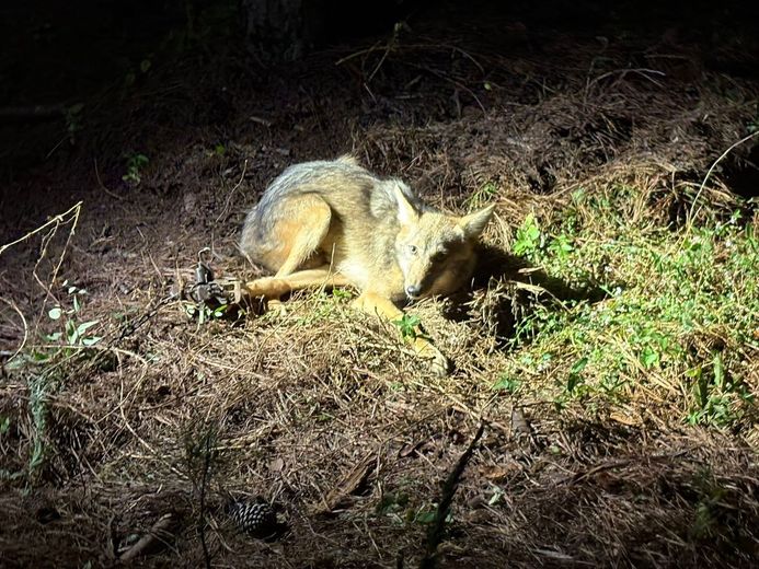 A coyote lying on the ground at night.