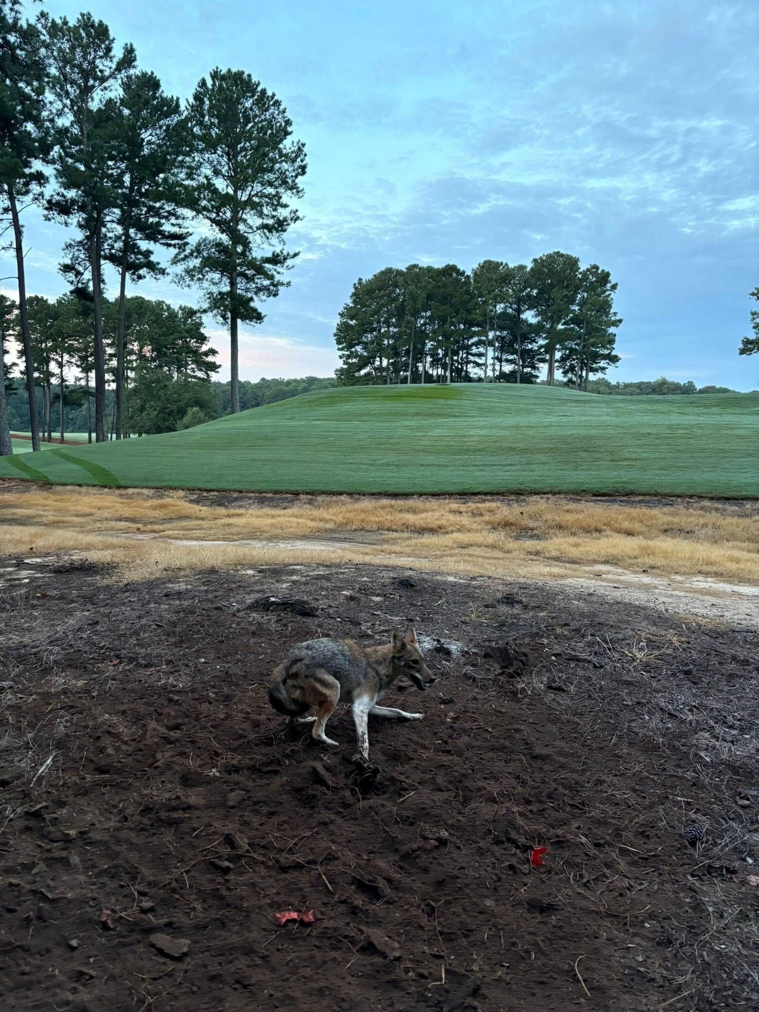 Coyote on brown ground, with a green golf course and trees in the background under a cloudy sky.