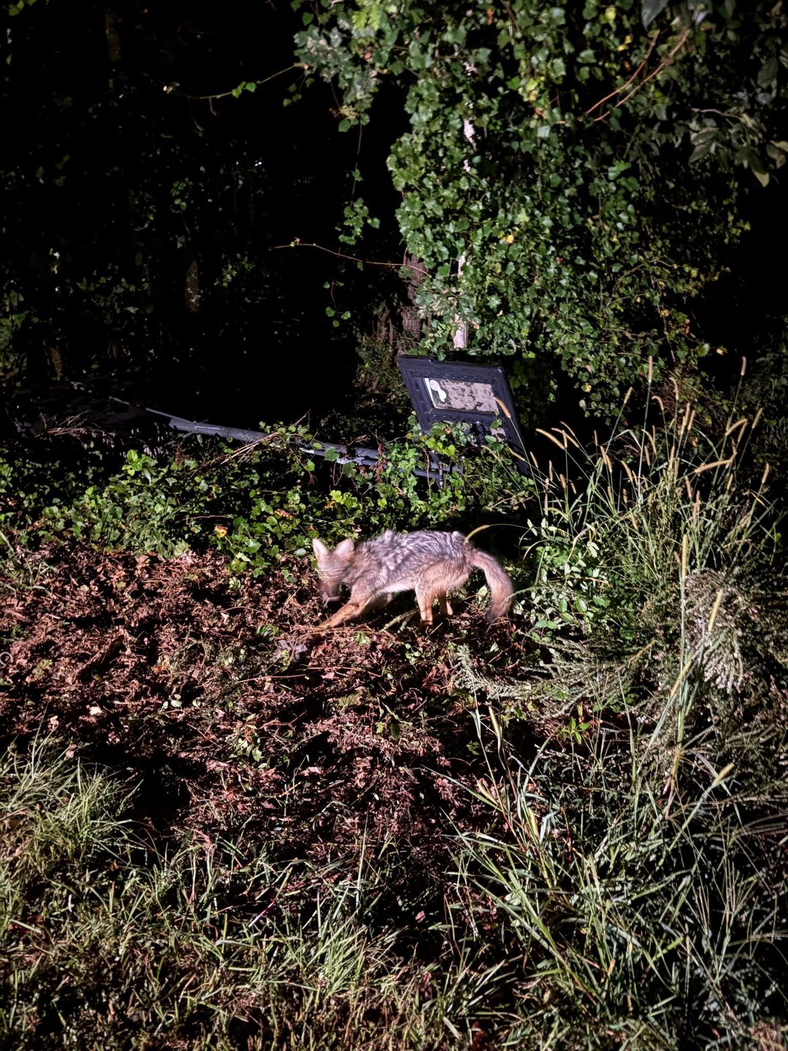 Coyote walking through bushes near a sign in a wooded area. Brown and green colors.