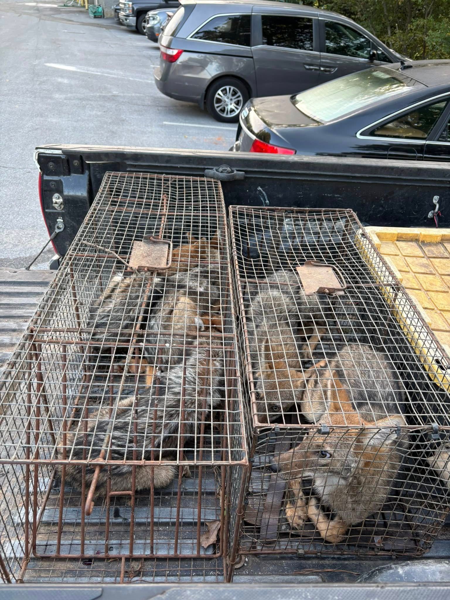 Two caged animals in a truck bed. Other vehicles parked in background.