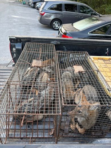 Two caged animals in a truck bed. Other vehicles parked in background.