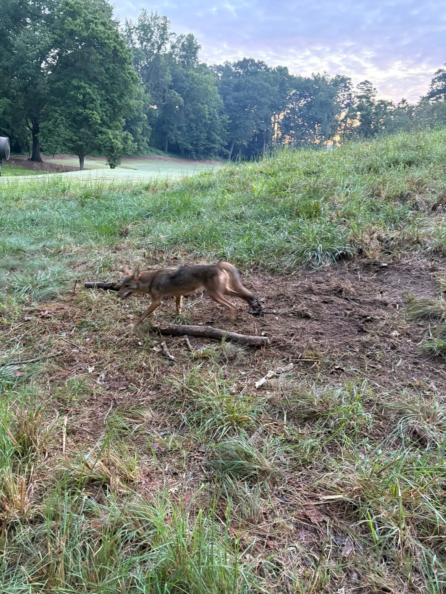 Coyote sniffing the ground in a grassy field with trees in the background under a cloudy sky.