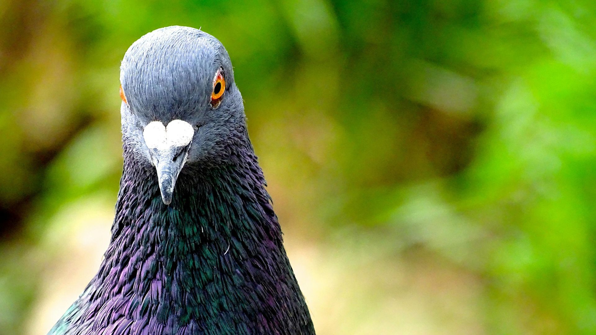 Close-up of pigeon with iridescent purple feathers, looking directly at the viewer, against a green background.