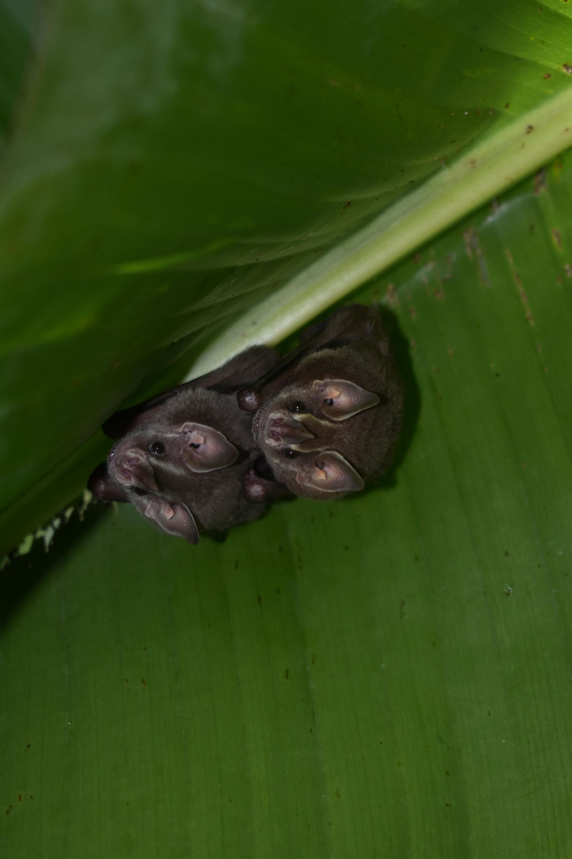 Two small, dark bats huddled together on a large, green leaf.