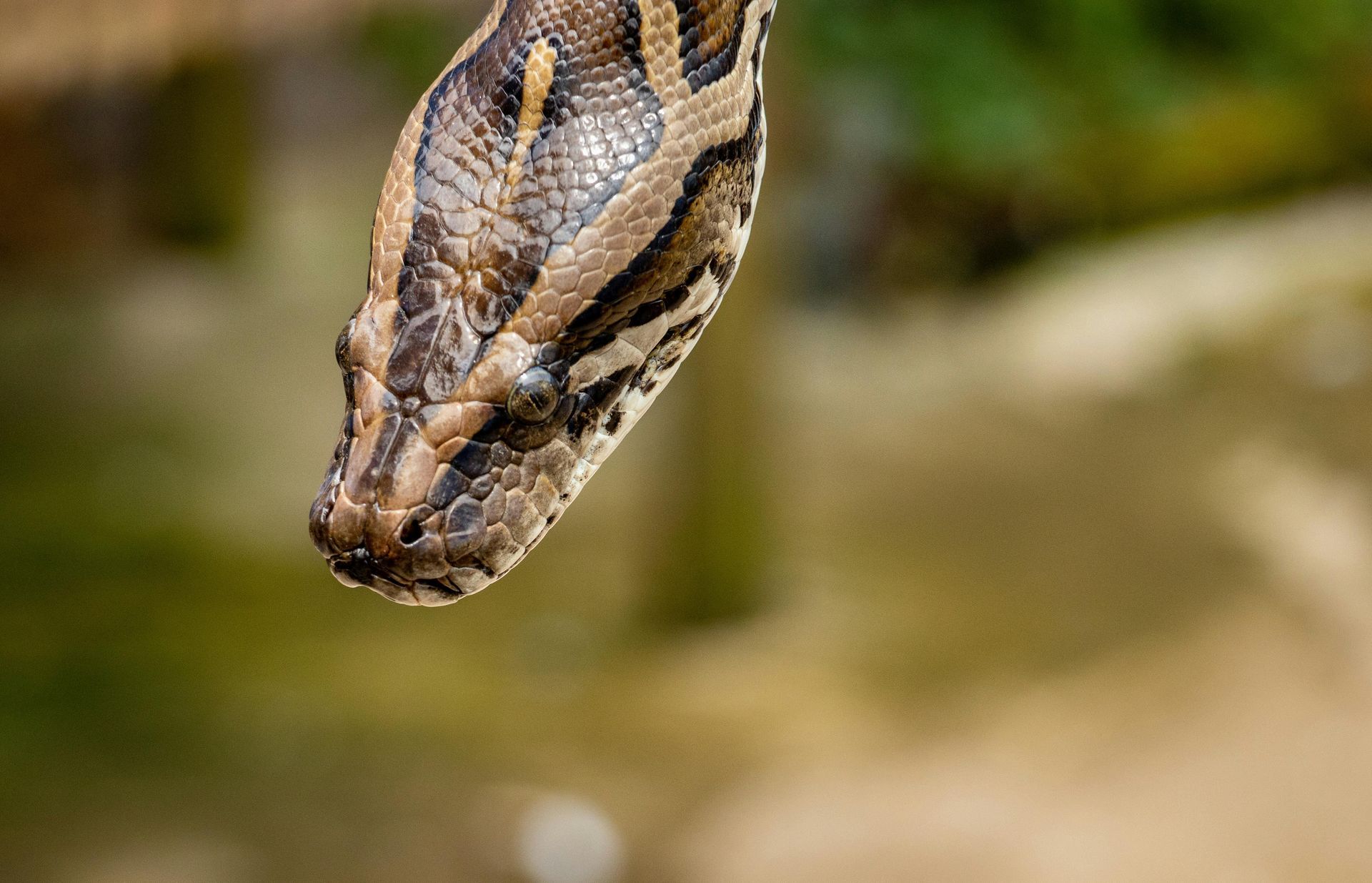 Brown and tan python head, looking downward against a blurred green and brown background.