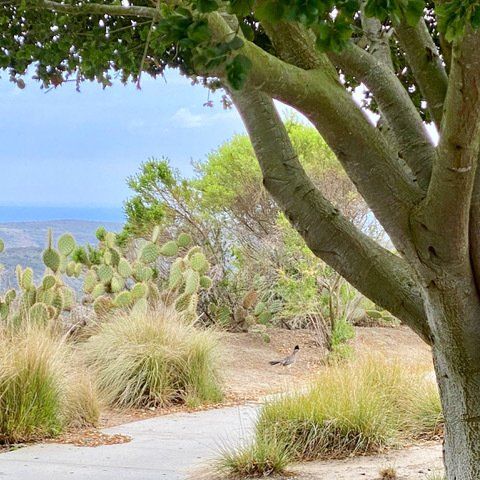 tree and cactus near ocean