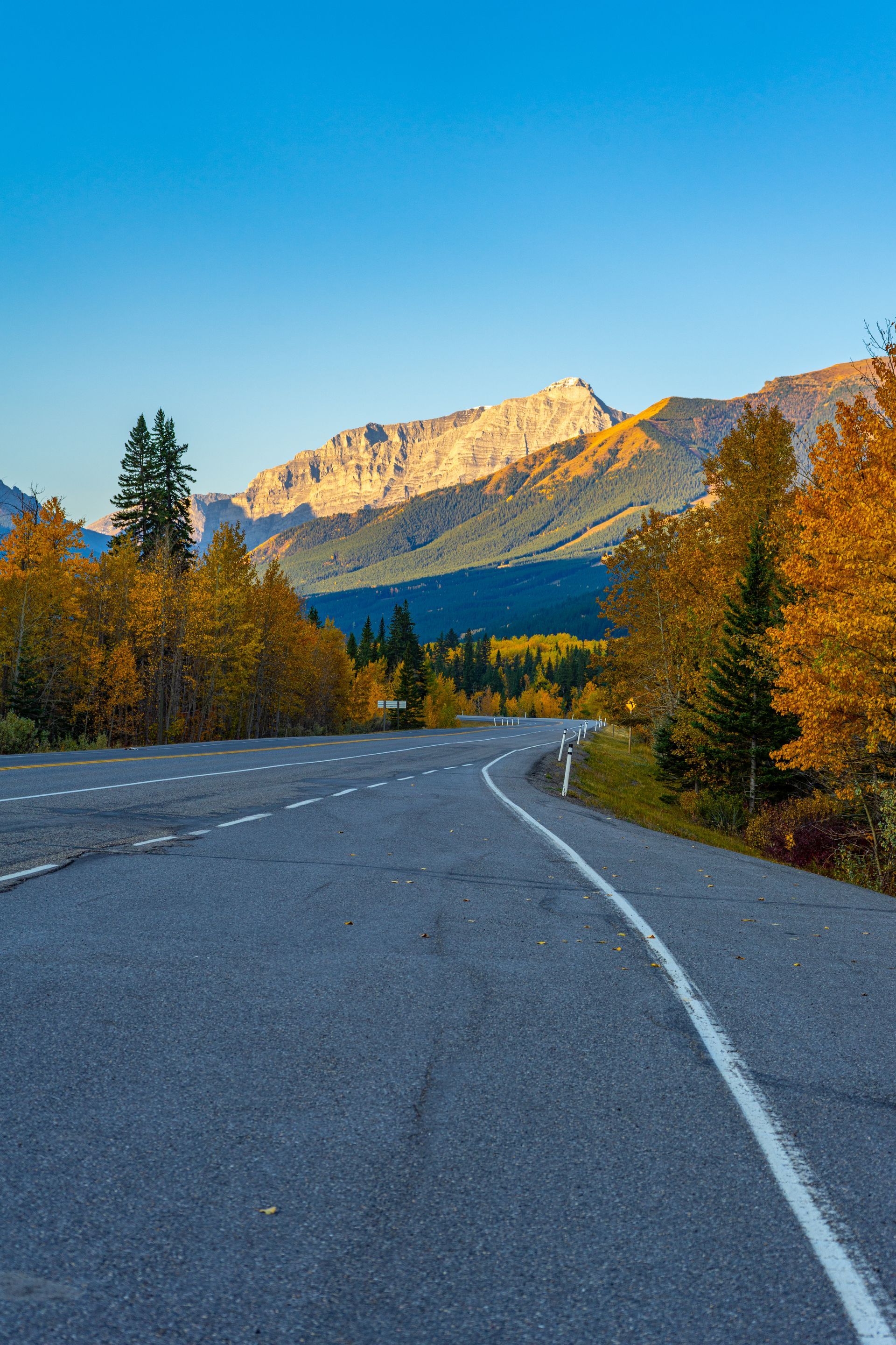 A road going through a forest with mountains in the background.