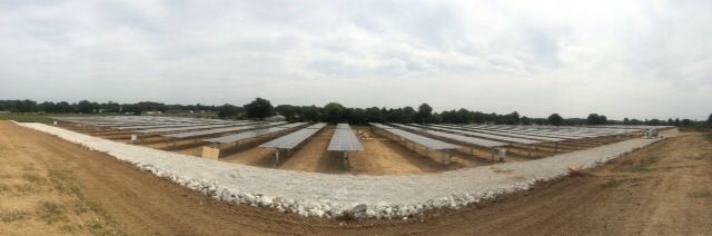 A large field of cotton plants growing in rows on a dirt road.