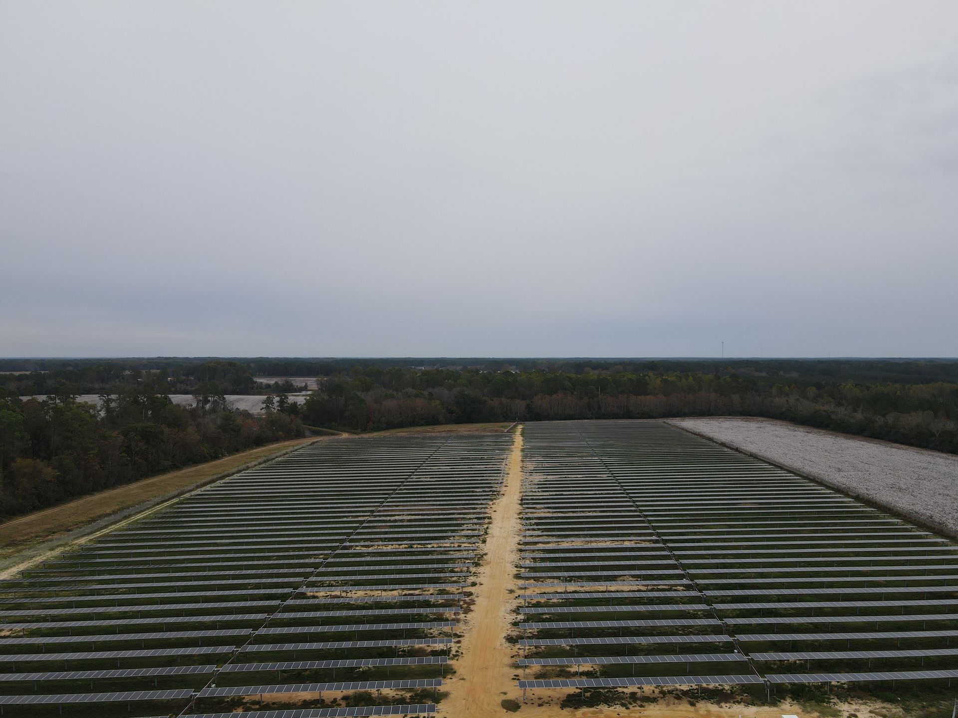 An aerial view of a field with rows of plants and trees in the background.