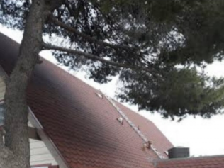 A tree is growing on the roof of a house.
