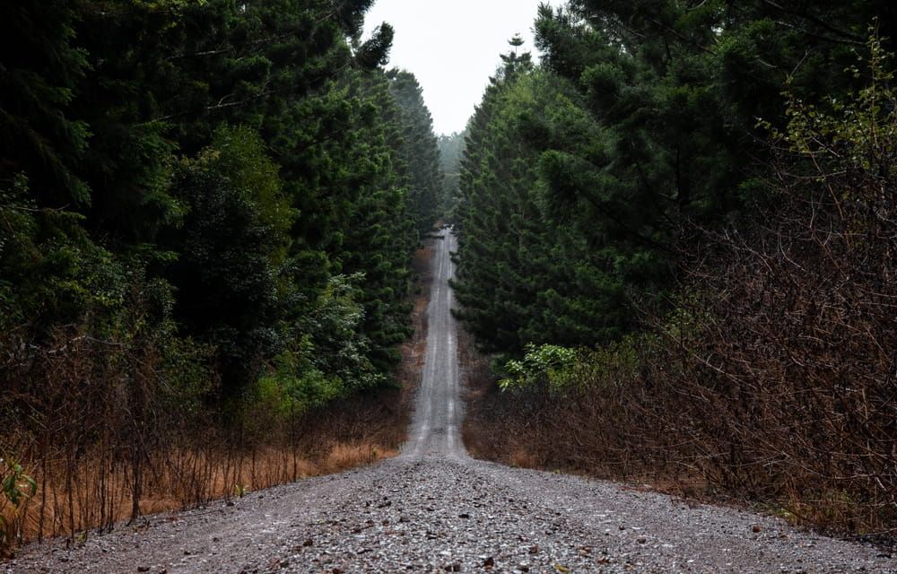 A Dirt Road Going Through A Forest With Trees On Both Sides — Evolution Solar Kingaroy in Yarraman, QLD