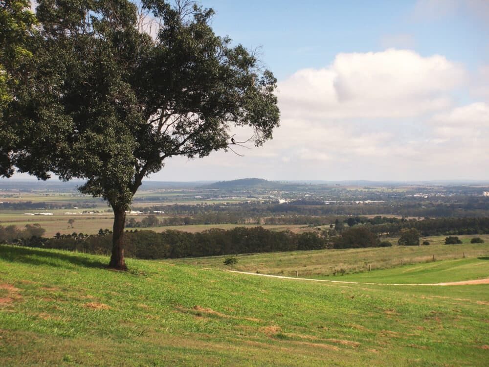 A Tree In The Middle Of A Grassy Field — Evolution Solar Kingaroy in Kingaroy, QLD