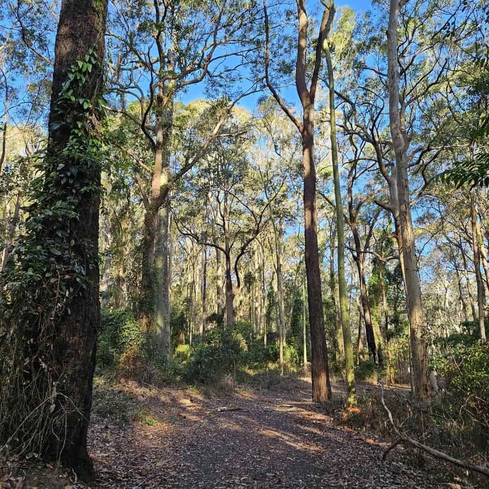 A Path In The Middle Of A Forest With Trees And Leaves On The Ground — Evolution Solar Kingaroy in Blackbutt, QLD