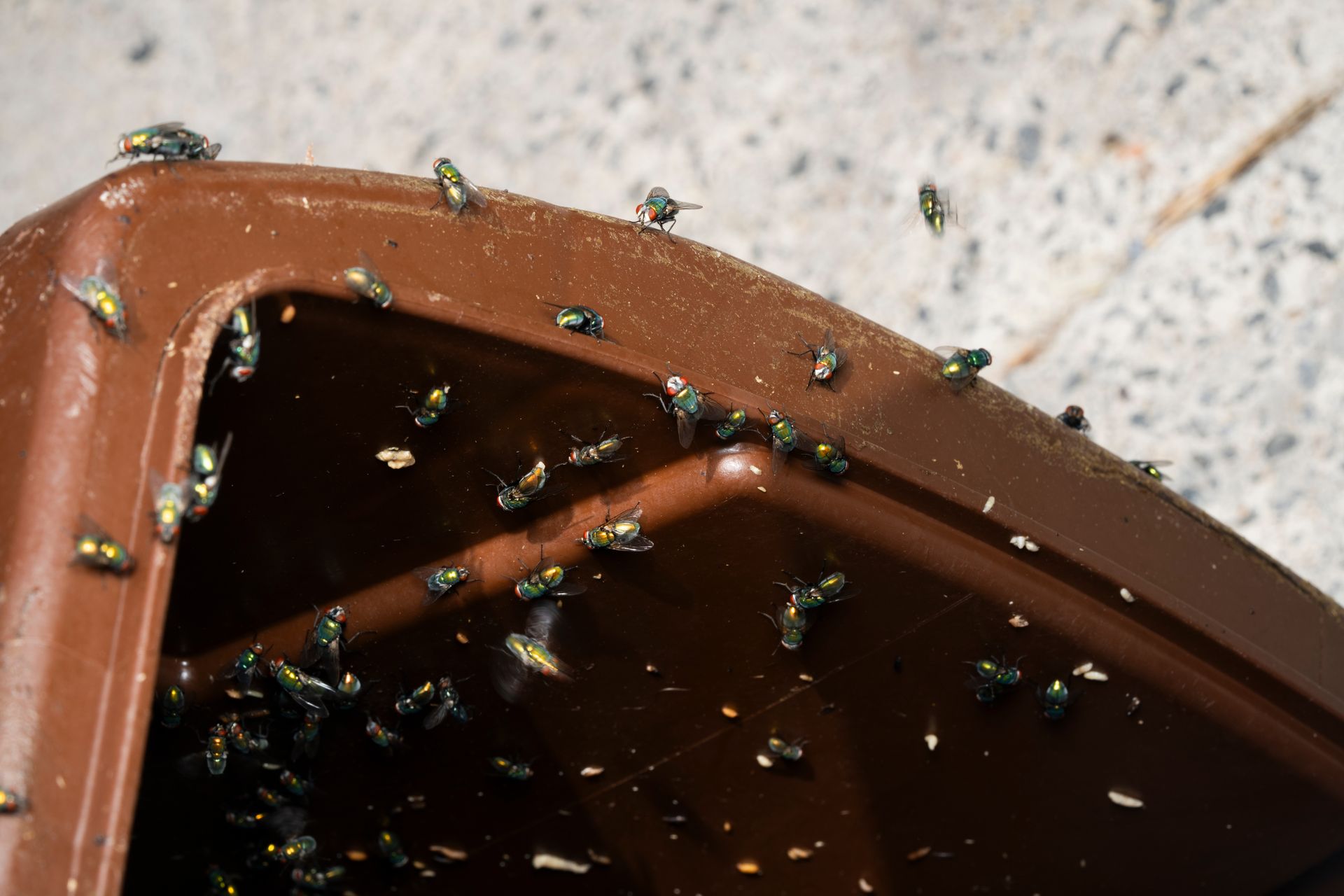 Un groupe de mouches est assis sur une poubelle marron.