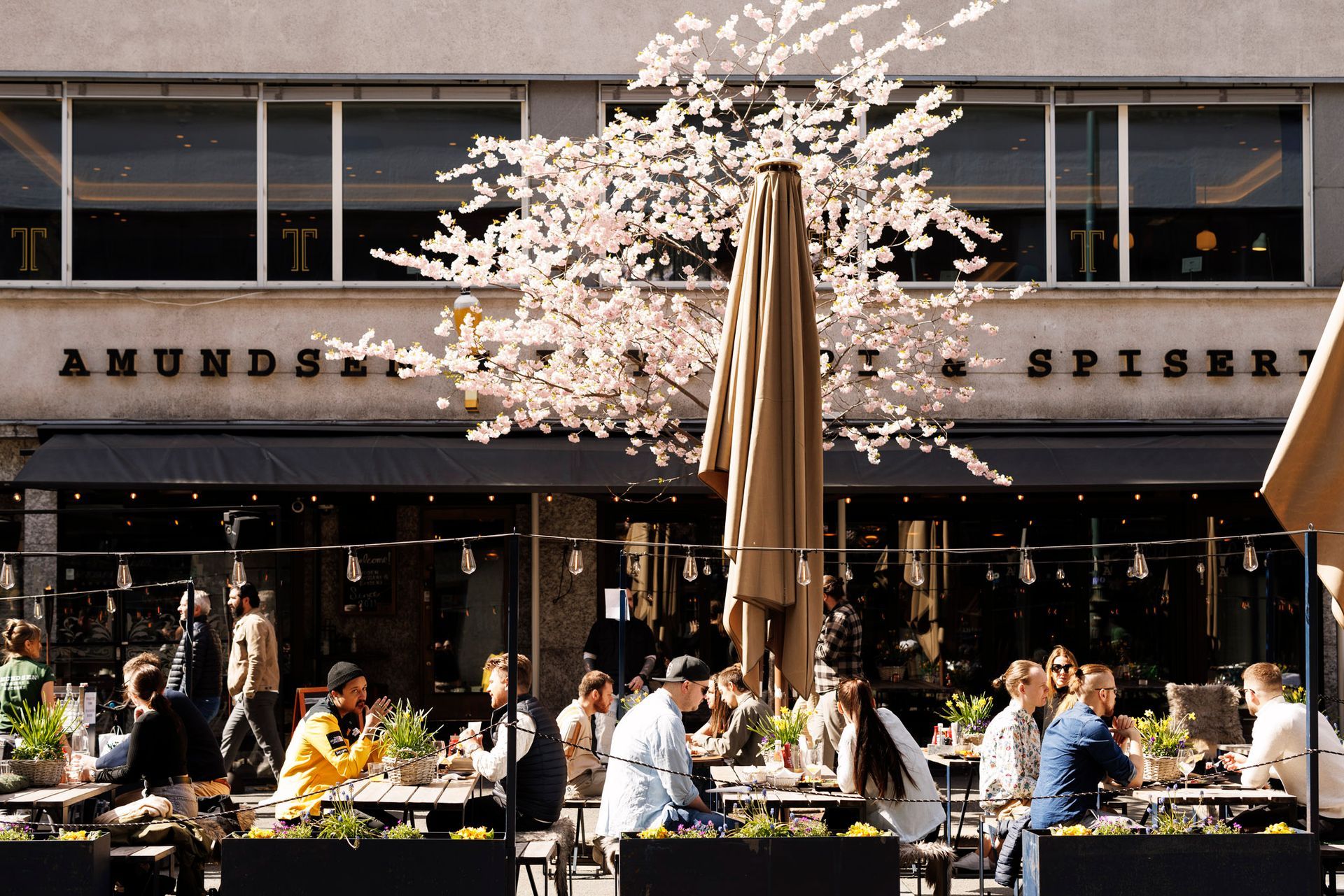 En gruppe mennesker sitter ved bordene utenfor en restaurant med et kirsebærblomsttre i bakgrunnen.