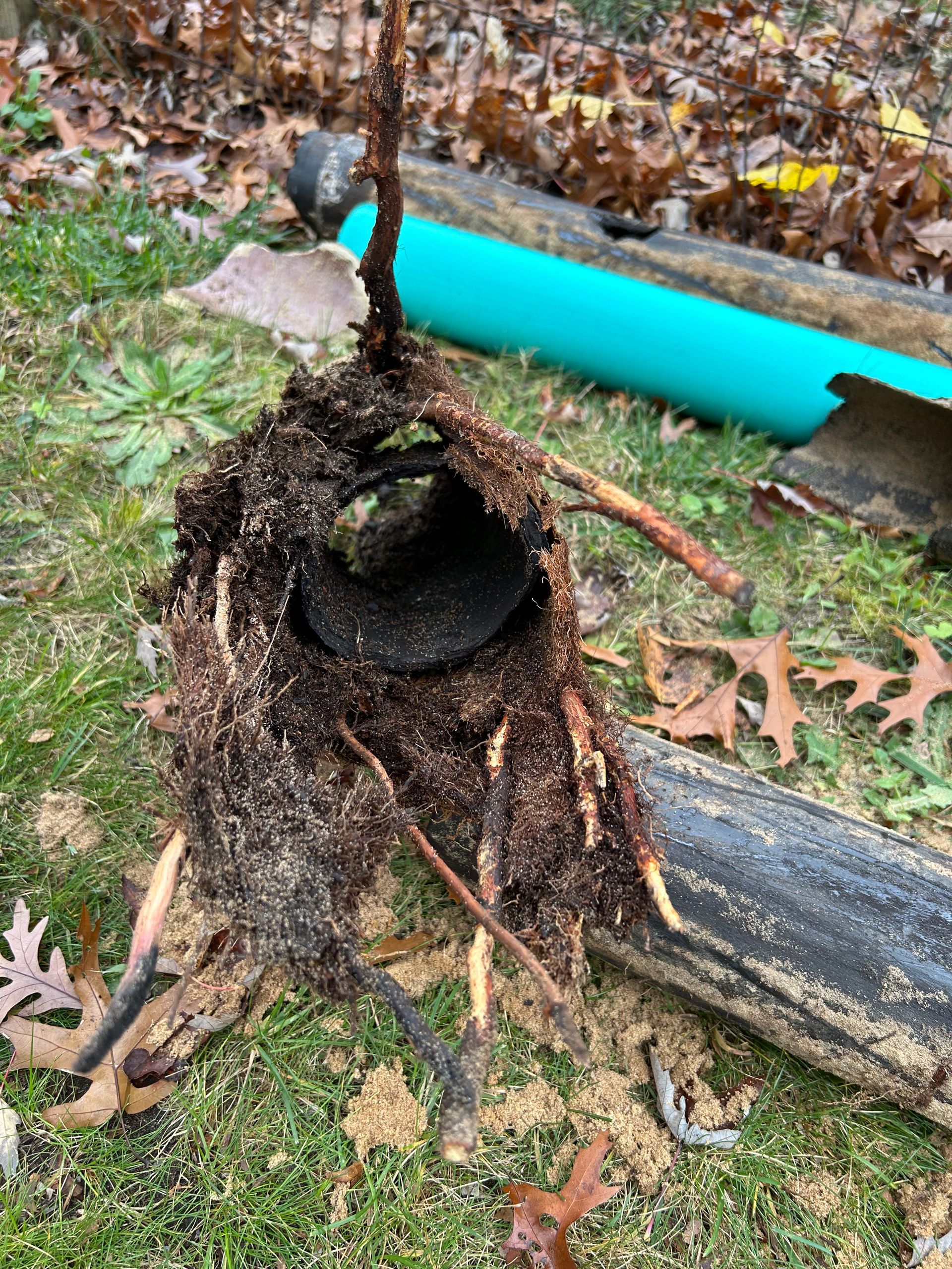A pipe with roots coming out of it is laying on the ground.