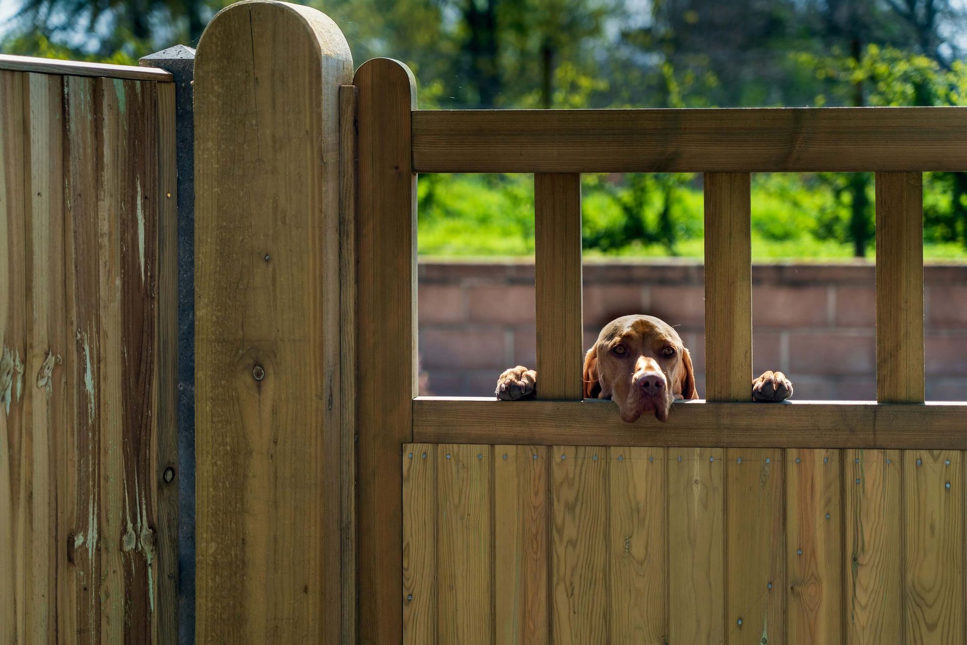 A dog is peeking over a wooden fence.