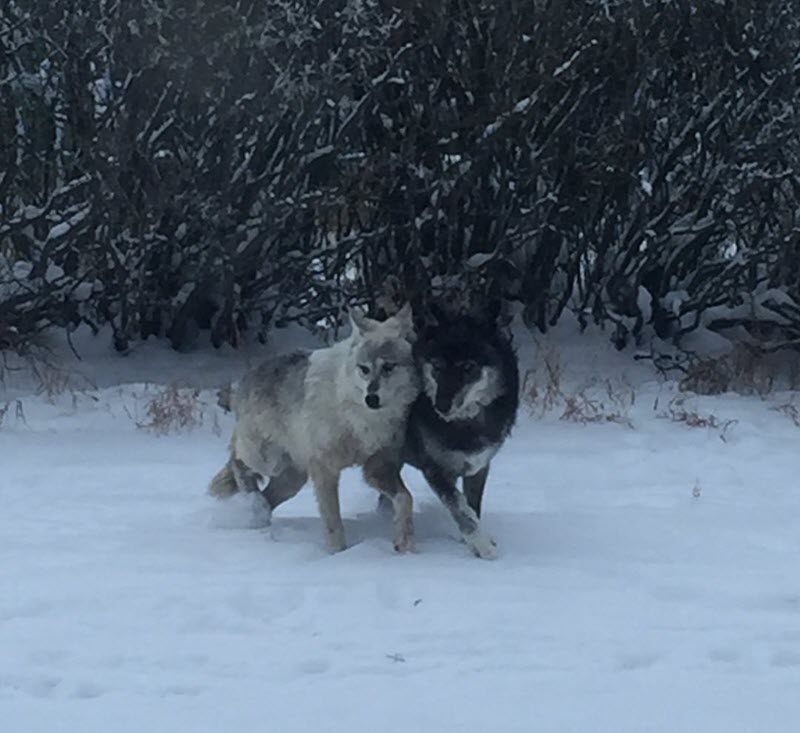 Starland Studios: Wolves Willow and Timber.