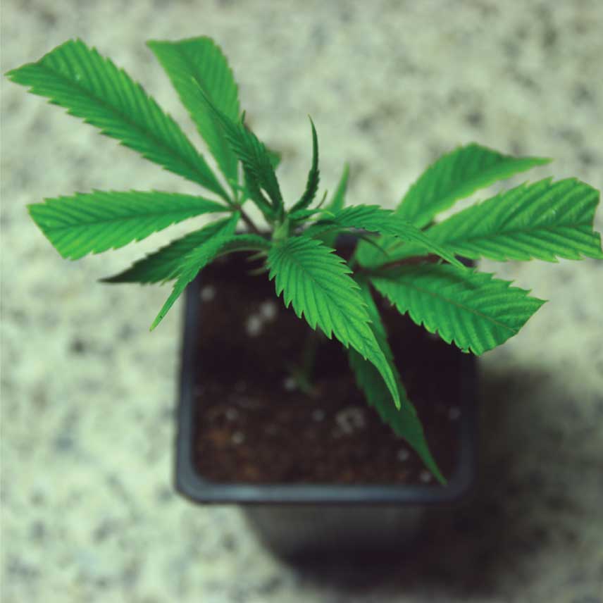 PREMIUM CANNABIS CLONES