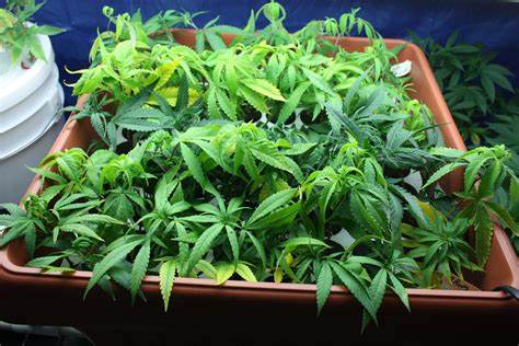 CANNABIS CLONES