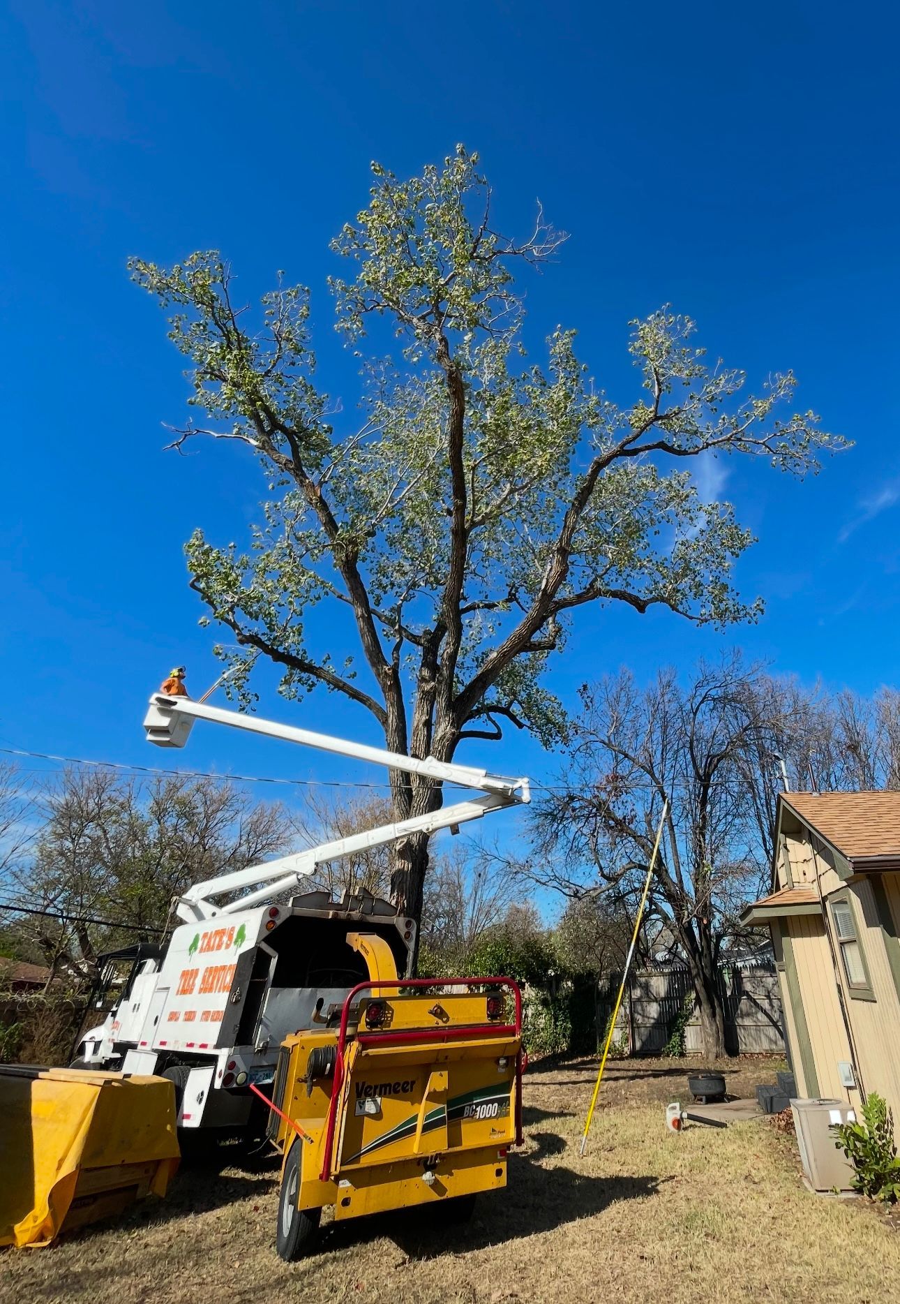 A tree surgeon is cutting a tree in a backyard.