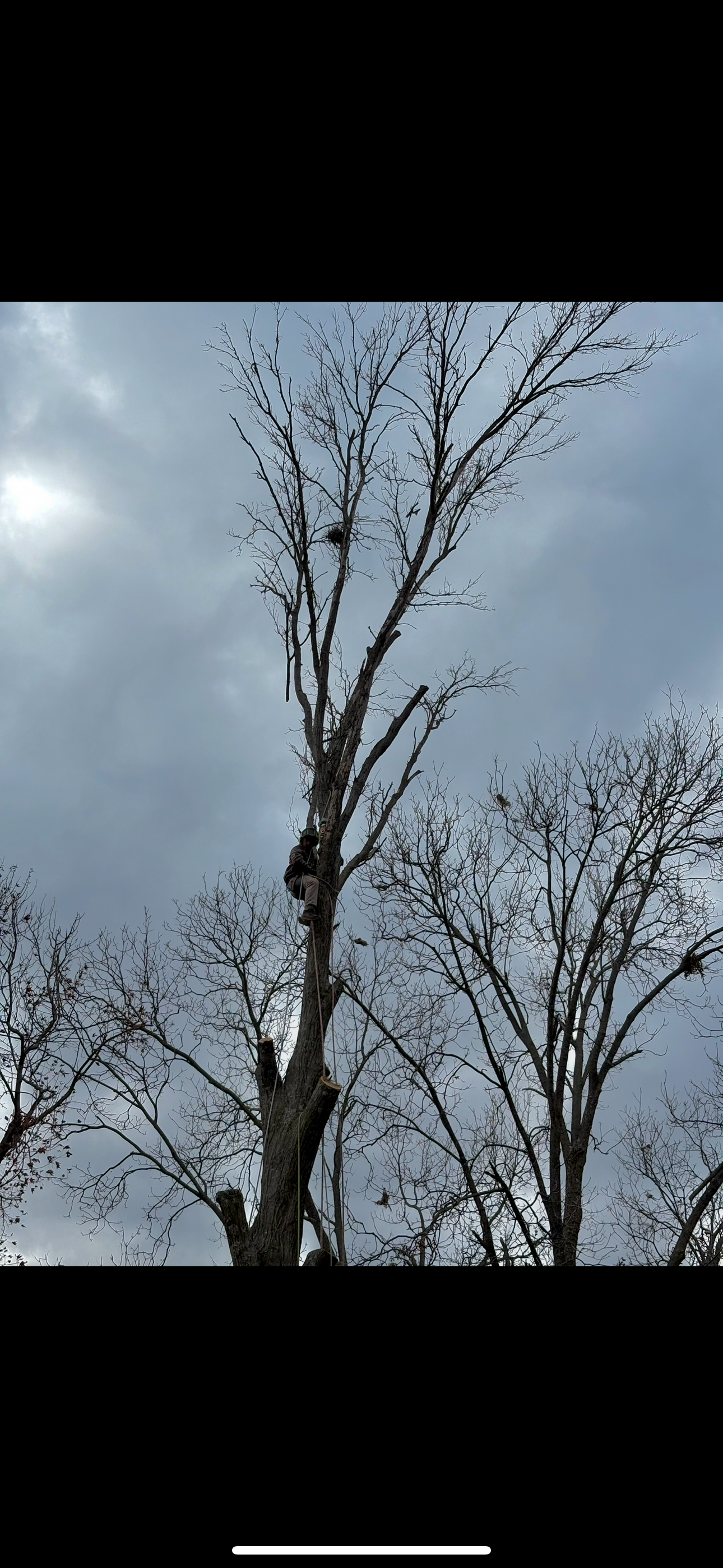 A tree without leaves is against a cloudy sky.