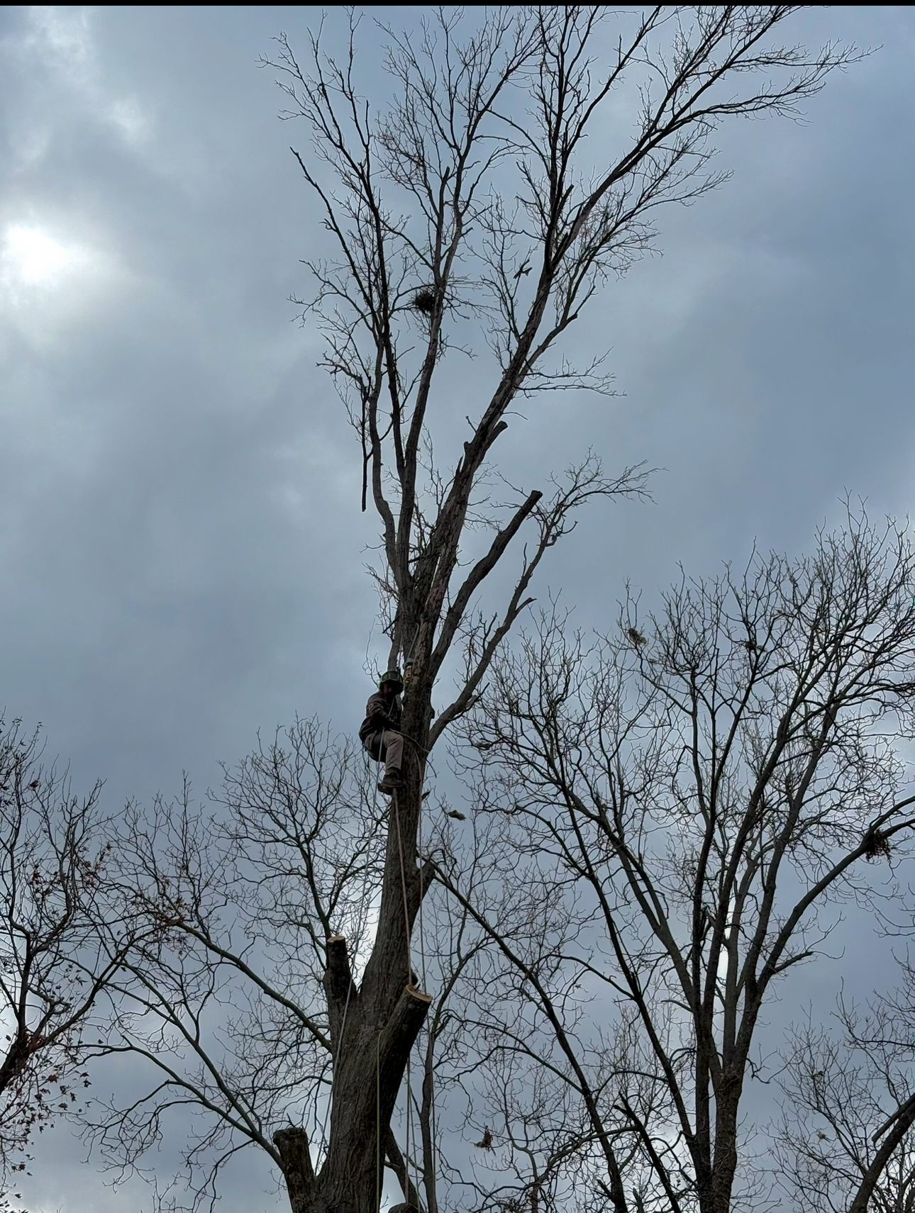 A tree without leaves against a cloudy sky